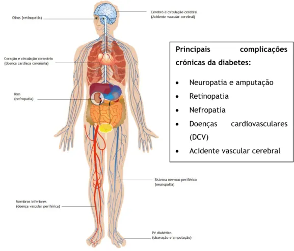 Figura 1 – Complicações crónicas da diabetes, adaptado de International Diabetes Federation, Diabetes  Atlas, 2013 (8) 