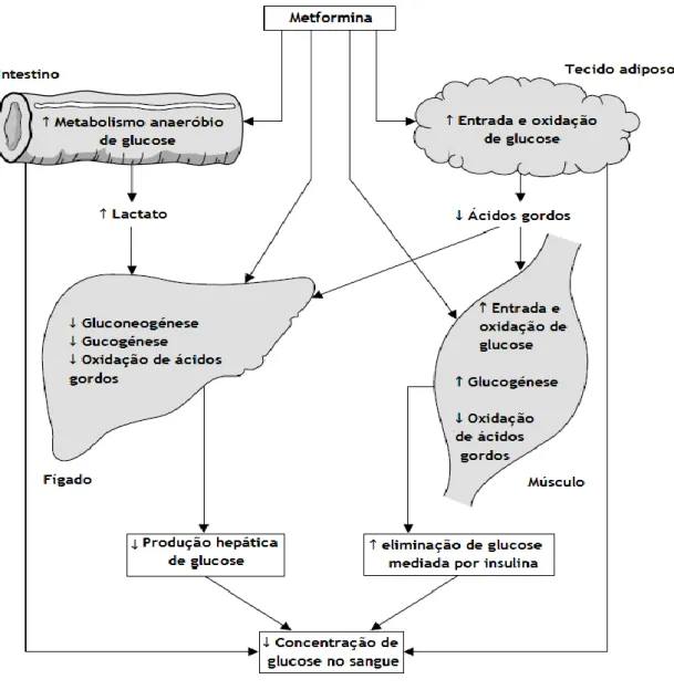 Figura 4 - Ações da metformina, ↓: decréscimo, ↑: aumento, adaptado de Krentz et al., 2005  (15) 