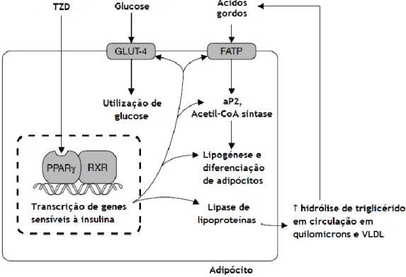 Figura 5 - Mecanismo de ação das TZD; aP2 = proteína de ligação de ácidos gordos; = CoA coenzima A; 