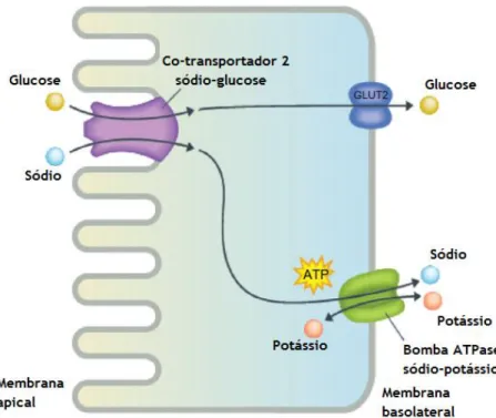 Figura  7  -  Mecanismo  de  reabsorção  de  glucose  pelo  SGLT2,  ATP:  trifosfato  de  adenosina,  GLUT-2: 
