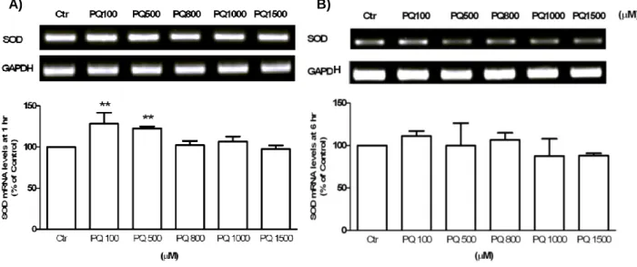 Figure 3.2 SOD mRNA levels detected by RT-PCR (upper panel), in N27 cells treated with PQ  (100, 500, 800, 1000 or 1500μM) for 1hr (A) and 6h (B)