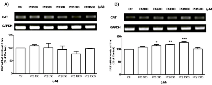 Figure 3.3 CAT mRNA levels detected by RT-PCR (upper panel), in N27 cells treated with PQ  (100,  500,  800,  1000  or  1500μM)  for  1hr  (A)  and  6h  (B)  and  quantified  with  Quantity  One  software