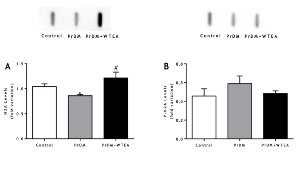 Figure 10 - Effect of WTEA uptake by PrDM rats on A) DNA histone H2A and B) DNA histone P-H2A levels  in control group rats, PrDM rats and PrDM rats consuming WTEA