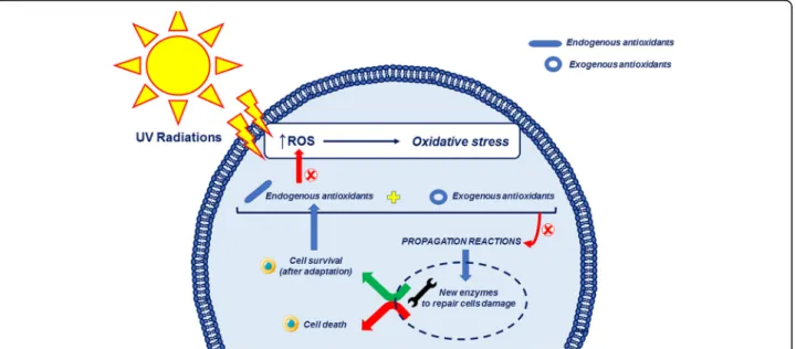 Fig 2. Antioxidant response of the skin cells following oxidative stress injury. UV radiations increase the ROS levels, and oxidative stress occurs.