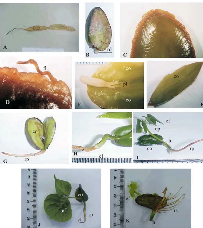 FIGURA 2.  Caracterização morfológica do fruto, semente, germinação e plântulas de Cedrelinga catenaeformis Ducke