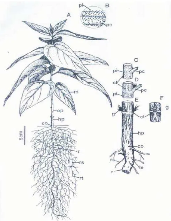 FIGURA 2. Aspectos morfológicos da muda de  Trema micrantha  (L.) Blum. A - Aspecto geral da muda; B - Característica da superfície do pecíolo; C  D  Aspectos da superfície do caule na sua porção basal e apical, respectivamente; E e F  -Detalhes da superfí