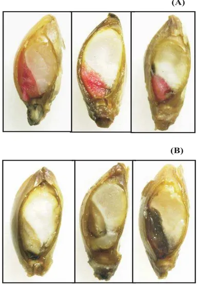 FIGURA 1. Teste de tetrazólio: sementes viáveis (A) e não viáveis (B) de braquiária.