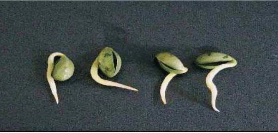 FIGURA 8.   Características morfológicas em plântulas de soja GM submetidas à solução de 0,12% de glifosato, em sistema hidropônico.
