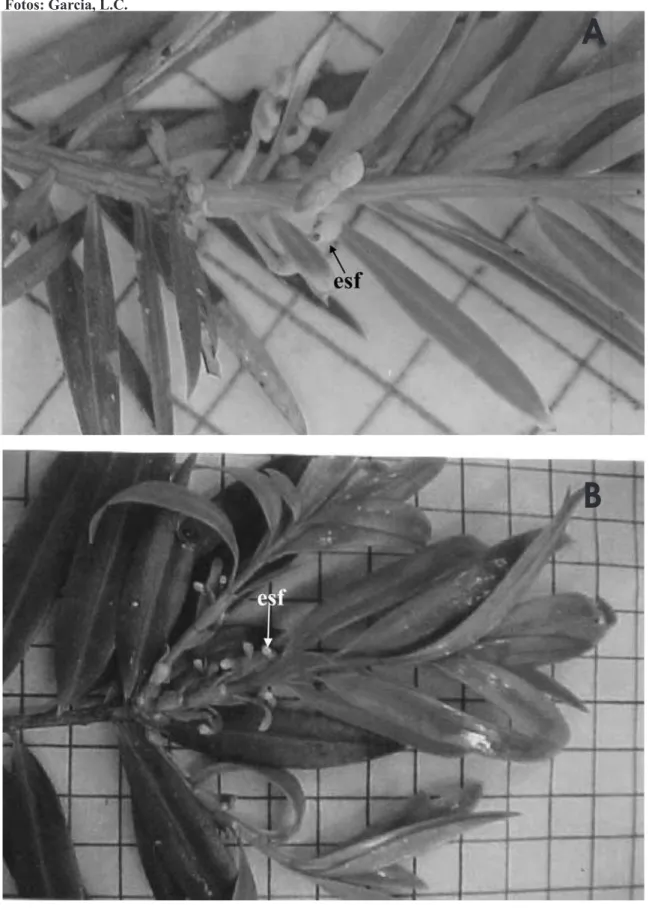 FIGURA 1. Estróbilos femininos de Podocarpus lambertii Klotz (A) e Podocarpus sellowii Klotz (B).