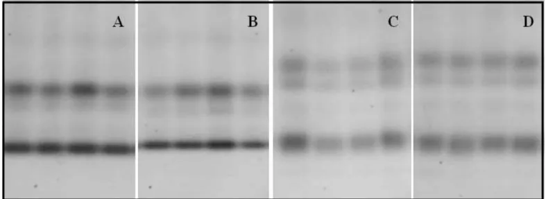 FIGURA 1. Zimograma de esterase (EST) obtido a partir de plântulas de arroz dos cultivares: BRS PELOTA (A),  ARRANK (B), BR IRGA 410 (C) e IRGA 417(D).