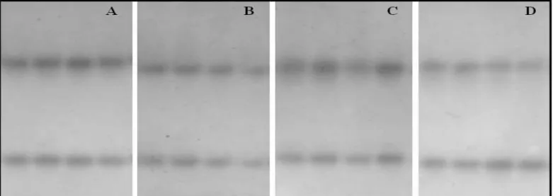 FIGURA 3. Zimograma de malato desidrogenase (MDH) obtido a partir de plântulas de arroz dos cultivares: BRS PELOTA (A), ARRANK (B), BR IRGA 410 (C) e IRGA 417 (D).