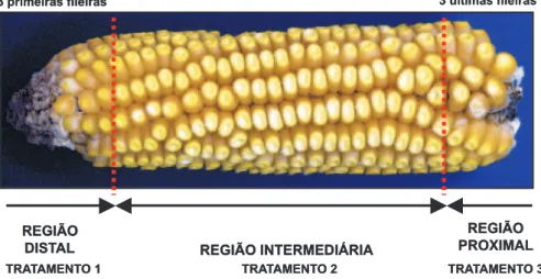TABELA 1.  Critérios utilizados para caracterizar as notas (x,y) para os danos mecânicos observados no embrião e no endosperma das sementes de milho através das imagens de raios-X e das faces ventral e dorsal das sementes