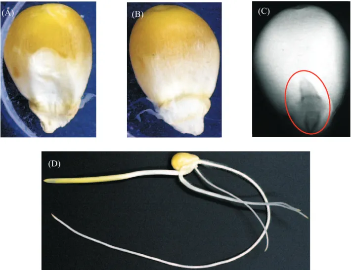 FIGURA 2.  Região intermediária - Semente 15 - (A): vista ventral - nota: 1/1; (B): vista dorsal - nota: 1; (C): raios-X - nota: 1/1 (dano mecânico) e nota: 1 (morfologia do embrião); (D): plântula normal.