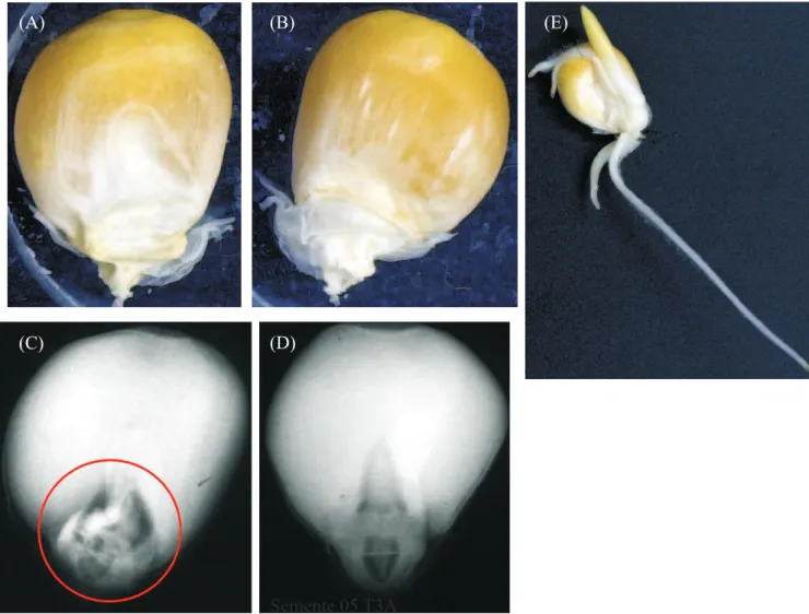 FIGURA 5.  Região proximal – Semente 06 - (A): vista ventral – nota: 1/1; (B): vista dorsal – nota: 1; (C): raios-X – nota: 1/1 (dano mecânico) e nota: 3 (eixo embrionário alterado); (D): raios-X padrão (semente 5 da região proximal); (E) plântula anormal.