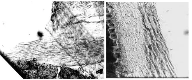 FIGURA 2. Pericarpo da semente do híbrido 1/7 (à esquerda) e de seu recíproco 7/1 (à direita)