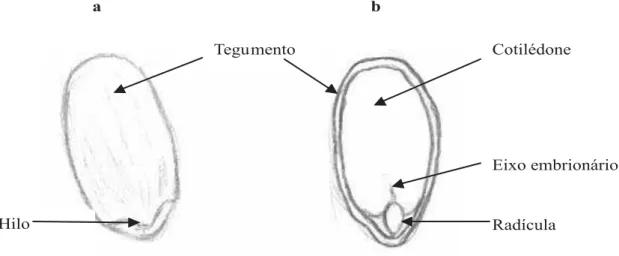 FIGURA 1. Semente de Hyptis cana Pohl.: a – morfologia externa; b – morfologia interna