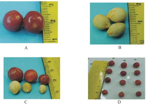 FIGURA 1.  Frutos e sementes de Allophylus edulis (St.- Hil) Radlk.: A e D - fruto; B - semente; C - diferentes tamanhos do fruto e da semente.