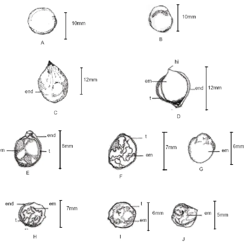 FIGURA 2. Morfologia do fruto e da semente de Allophylus edulis (St.-Hil.) Radlk.: A-B - fruto; 
