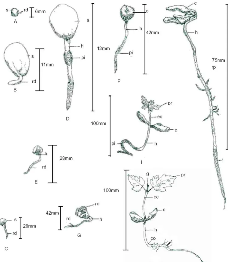 FIGURA 3. Morfologia da germinação de Allophylus edulis (St.-Hil.) Radlk.: A-B-C-D-E-F-G-  estágios da germinação; H-I-J – plântula
