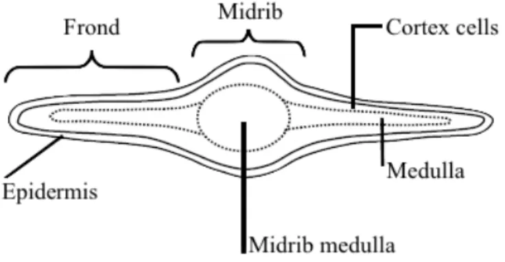 Figure 4 Arrangement of tissues in the F. vesiculosus frond, seen in a transversal section
