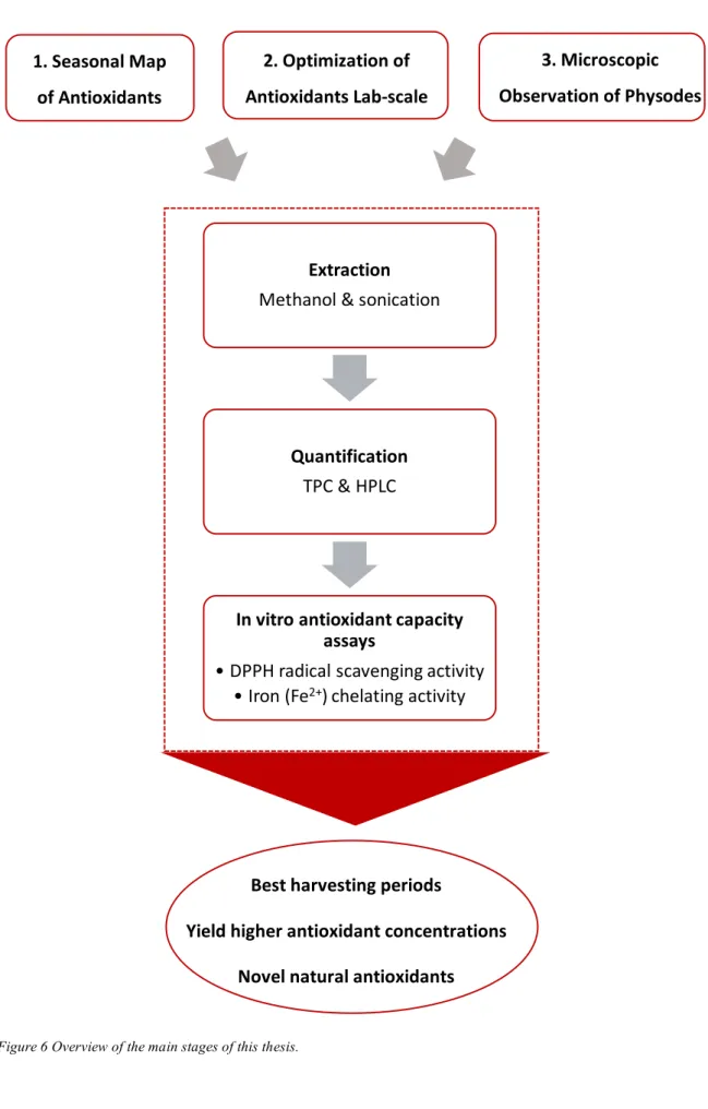 Figure 6 Overview of the main stages of this thesis. 