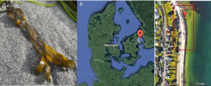 Figure 7 a) Wild F. vesiculosus frond Ó Madalena Mendes. b) Sampling location, Bellevue beach, Denmark Ó Google