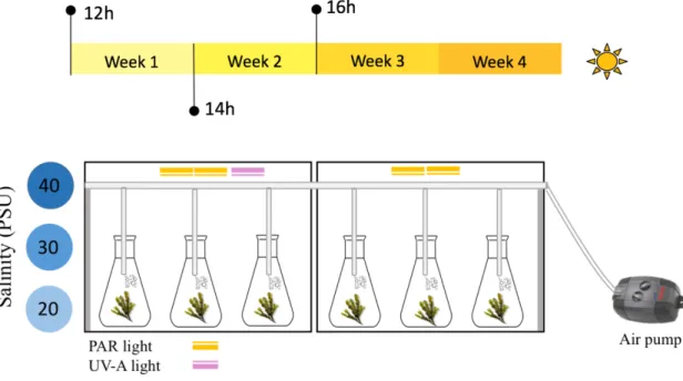 Figure 12 Experimental setup for the optimization of polyphenols in F. vesiculosus, regarding photoperiod, type of 