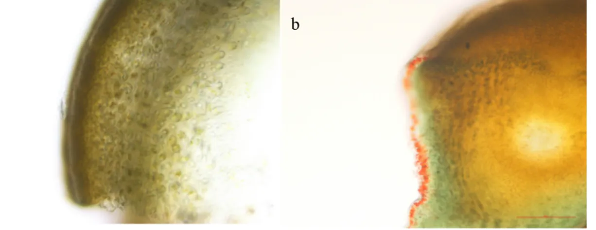 Figure  13  Transversal  section  of  F.  vesiculosus  apical  region:  a)  before  vanillin-HCL  staining  and  b)  after  vanillin-HCL staining observed under light microscopy