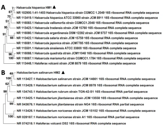 Figure 1. Molecular Phylogenetic Analysis by Maximum Likelihood Method. The trees represent a  comparison among the 16S rRNA sequences from the new strains isolated, H