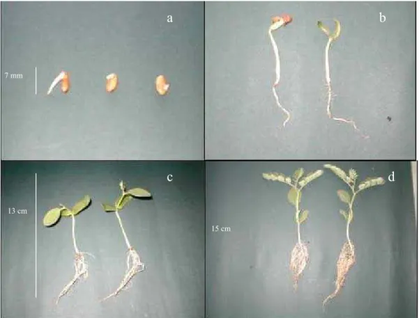 FIGURA 4. Estádios de germinação de Sesbania virgata. Legenda: (a) aparecimento da raiz primária; (b) cotilédones recobertos por tegumento de cor marrom e cotilédones livres; (c) aparecimento do primeiro par de protófilos; (d) plântulas jovens.