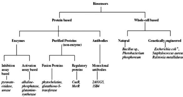 Figura 3 - Biossensores para a análise de metais pesados (Gonçalves, 2008) 