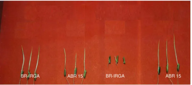 FIG. 2. Plântulas de arroz linhagem geneticamente modificada ABR 15 e cultivar parental BR-IRGA 410, aos 7 dias após embebição das sementes em solução de 0,0 e 0,4% do princípio ativo do herbicida glufosinato de amônio