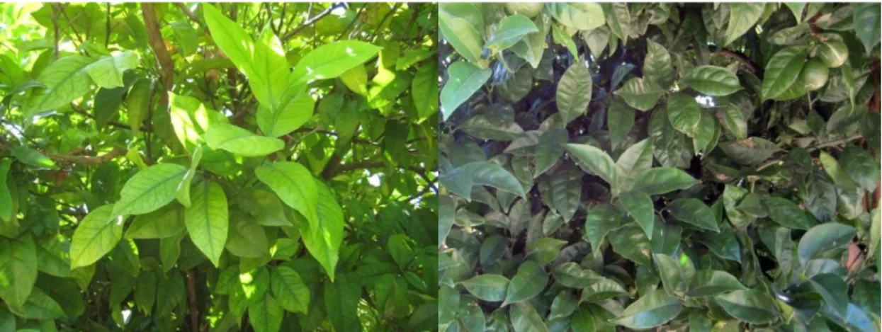Figura 1 | Imagem ilustrativa das folhas com sintomas de clorose férrica (à direita) comparativamente a  uma árvore sem sintomas (à esquerda) de laranjeira, cultivar Newhall