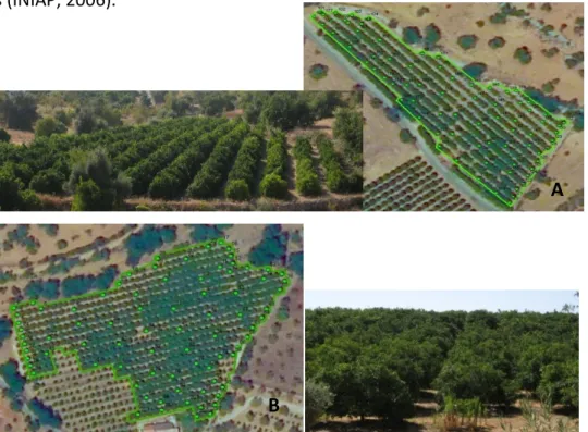 Figura 7 | Delimitação dos pomares (A - Pomar 1; B - Pomar 2) utilizados para a calibração do método e  identificação das árvores utilizadas para a recolha das folhas (pontos verdes)