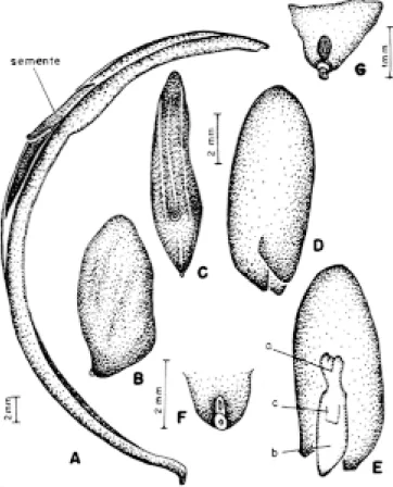 FIG. 8. Calliandra tweedii Benth.: A - fruto; B - semente, vista da face; C  semente, vista pelo bordo ventral; D  -embrião, vista externa; E - -embrião, mostrando o eixo embrionário (b), as plúmulas (a) e o local de inserção (c) do outro cotilédone; F-G -