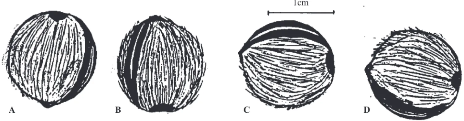 FIG. 1. Posição de semeadura: A - poro na superfície (PS); B - poro para baixo (PB); C - rafe na horizontal e para cima (RCH); D - rafe na horizontal e para baixo (RHB).