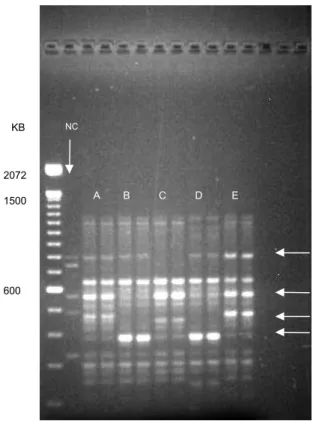 FIG. 3. Repetibilidade das bandas RAPD no mesmo cultivar de vinca, usando DNA extraído de folhas e aplicado no gel em pares.