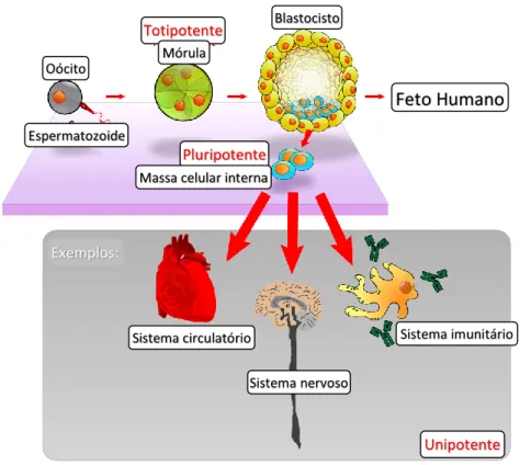 Figura 3.1 – Representação da potencialidade das células estaminais. Adaptado de Jones  et al., 2006  96