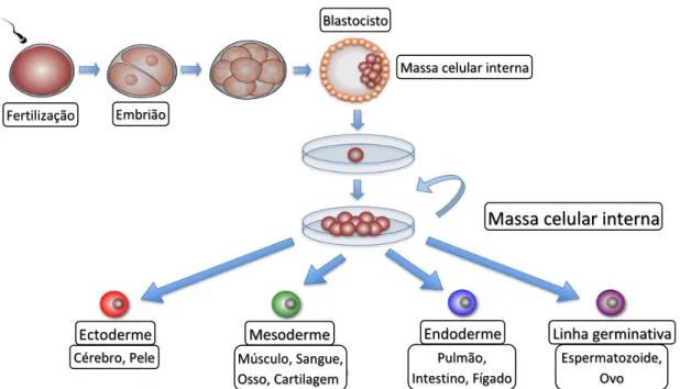 Figura 3.2 – Ilustração da obtenção de células estaminais embrionárias e da sua respetiva  potencialidade