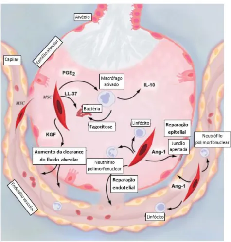 Figura 4.1 -Propriedades terapêuticas das células estaminais mesenquimais na Síndrome  de Dificuldade Respiratória Aguda