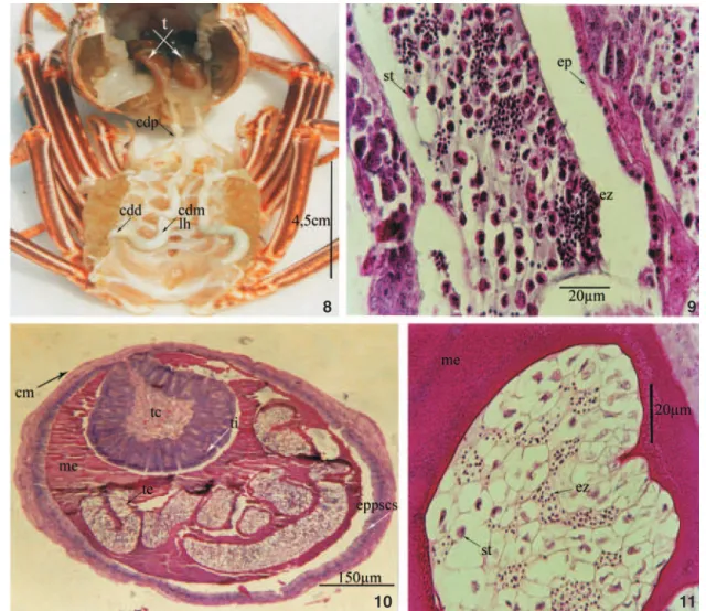 Figura 8-11. Panulirus echinatus matura. (8) Macroscopia e fotomicrografia de seções longitudinais e transversais dos: (9) testículos; (10) canais deferentes; (11) tubo espermatofórico