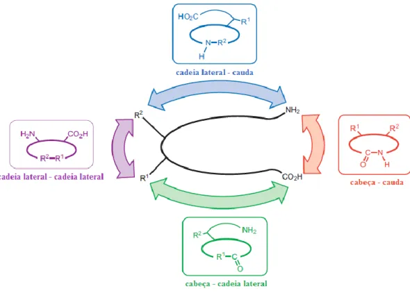Figura 3.4 – Tipos de ciclização de péptidos. A estratégia mais utilizada é a ciclização  cabeça – cauda