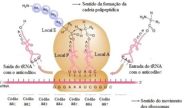 Figura 4.1 – Elongação da tradução. Este processo compreende o posicionamento de  sucessivas moléculas de tRNA na subunidade 40S do ribossoma