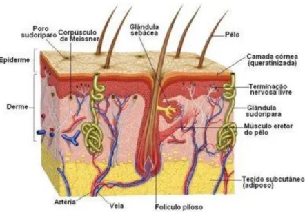 Figura 4 - Constituição da pele humana   Fonte: Bear, M , F , Connors BW Paradiso 