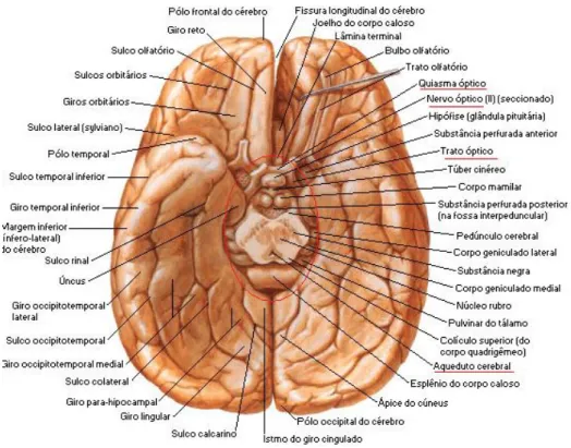 Figura 4 - Vista inferior do Mesencéfalo. (17) 
