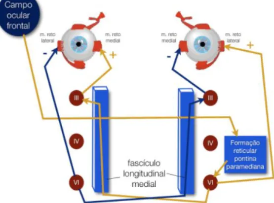 Figura 5 - Detalhes do controlo dos movimentos oculares horizontais. Adaptado de Frohman et al