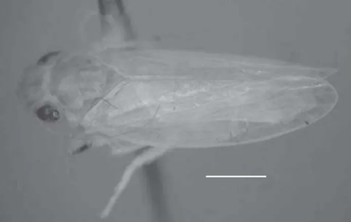 Figura 11. Scopocoelidia volsellata sp. nov., holótipo macho, vista láterodorsal. Escala = 1,0 mm.