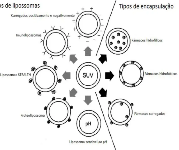 Figura 6.1 - Classificação dos lipossomas [adaptado de (25)] 