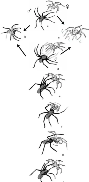 Figura 1. Atos comportamentais exibidos no comportamento se- se-xual de machos (figuras escuras) e fêmeas (figuras claras):  Reco-nhecimento (a; b; c); toque das extremidades das pernas  anterio-res do macho no cefalotórax da fêmea (d; e); pernas anterioan