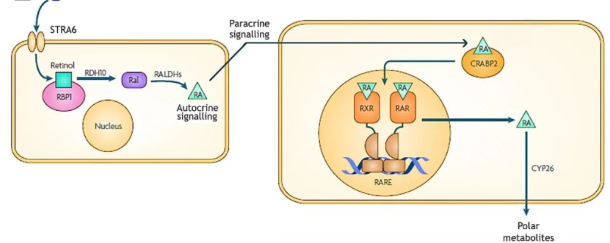 Figure 3. RA signaling pathway depicting generation, action and catabolism of RA. (CRABP2 -  cellular  retinoic-acid-binding  protein  2;  CYP26  -  retinoic  acid-inactivating  enzyme;  RA  –  retinoic  acid;  Ral  –  retinaldehyde;  RALDHs  -    retinald